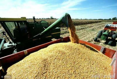 中日印等6国将美国农产品拉黑?俄罗斯将成全球最大粮食出口国?