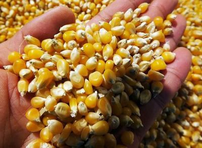 中国首个转基因玉米种子将卖给美国