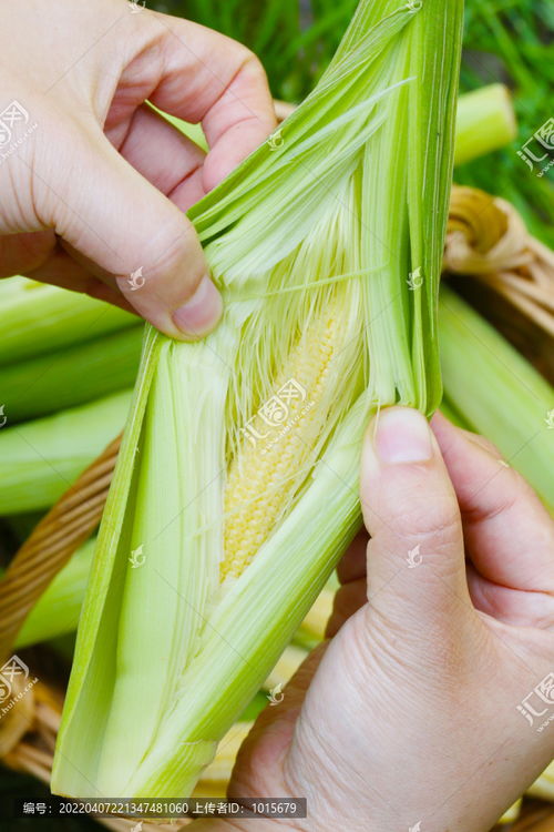 玉米笋图片素材下载 食品餐饮素材下的蔬菜水果图片素材